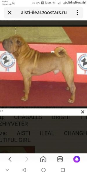Dog Photo
