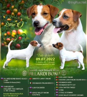 Dog Photo
