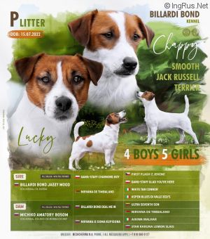 Dog Photo