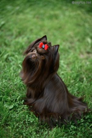 Dog Photo