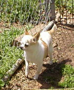 Dog Photo