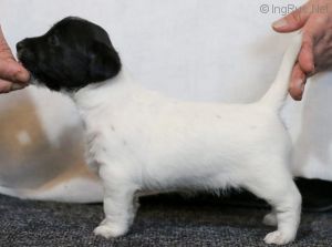 STICKYPAW