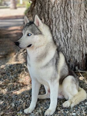 Dog Photo