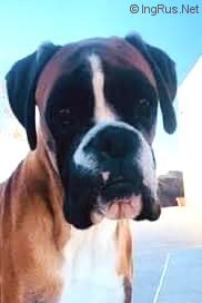 Dog Photo