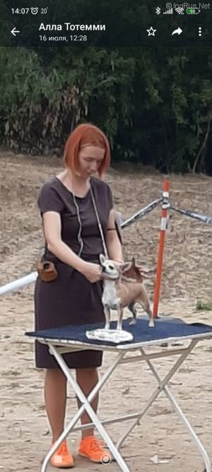 Dog Photo