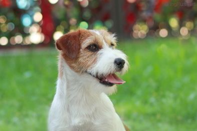 Dog Photo