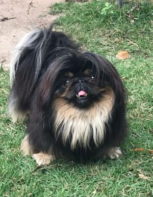 Dog Photo