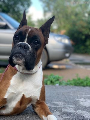 Dog Photo