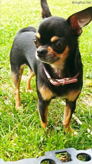 Dog Photo
