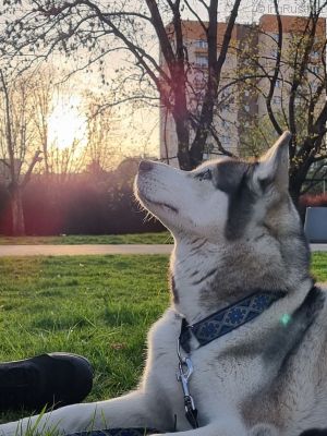 Dog Photo