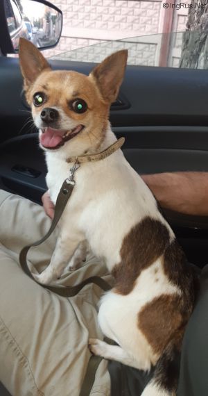 Dog Photo