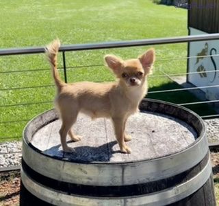 Dog Photo