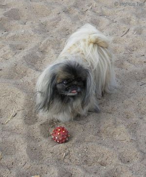 Dog Photo