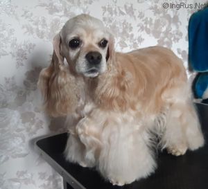 Dog Photo