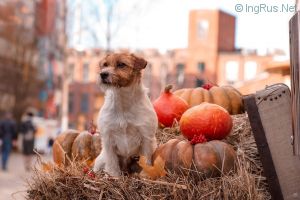 Dog Photo