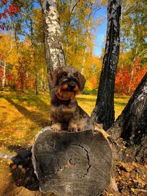 Dog Photo