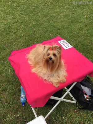 Dog Photo