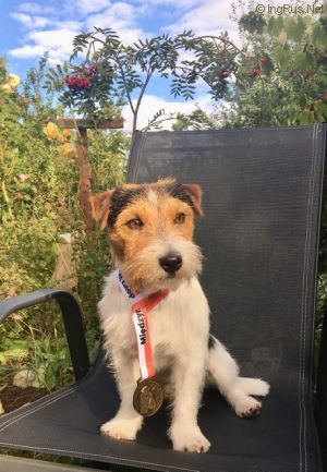 Dog Photo