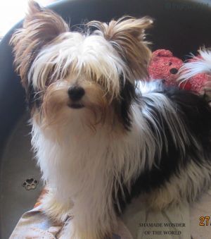 Dog Photo