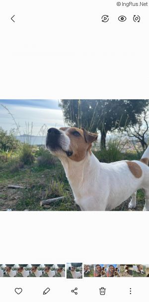 Dog Photo