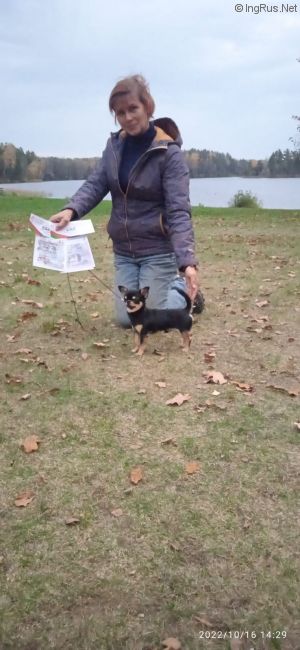 Dog Photo