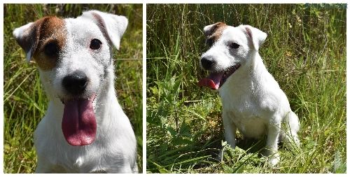 Dog Photo