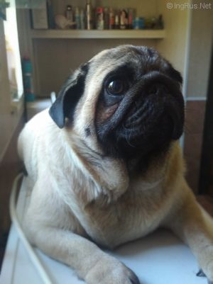 Dog Photo