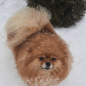 Dog Photo