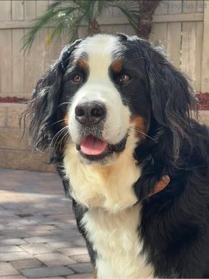 Dog Photo