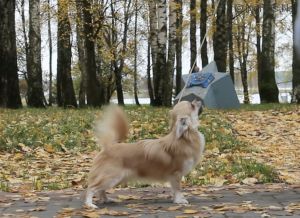 Dog Photo