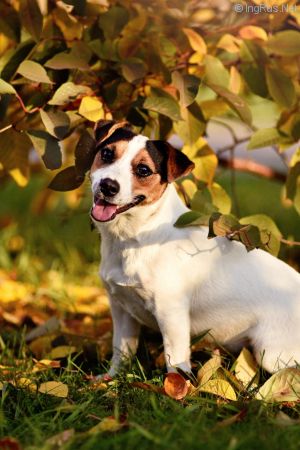 Dog Photo