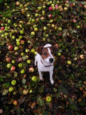 Dog Photo