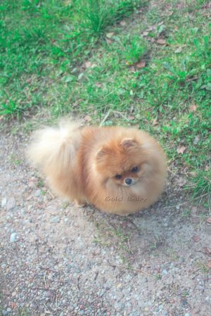 Dog Photo