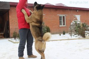 Dog Photo