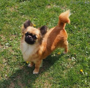 Dog Photo
