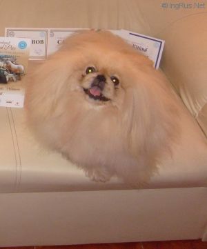 Dog Photo
