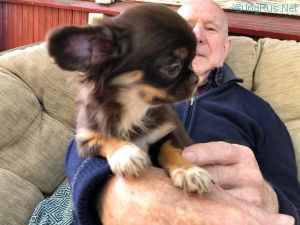 Dog Photo