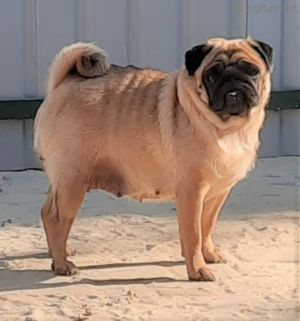 Dog Photo