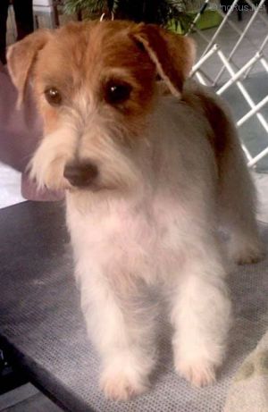 Dog Photo