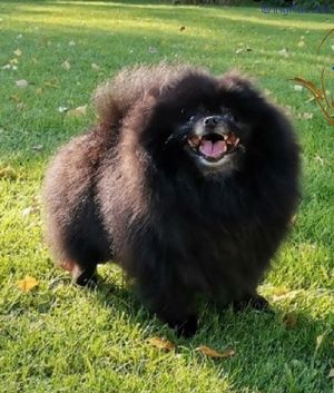 Dog Photo