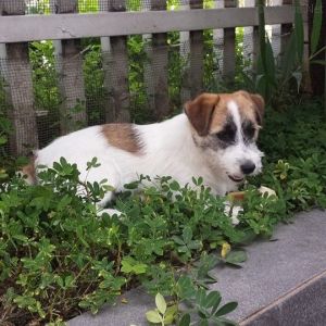 Dog Photo
