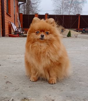 Dog Photo