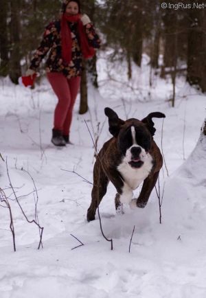 Dog Photo