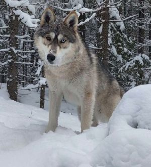 Dog Photo