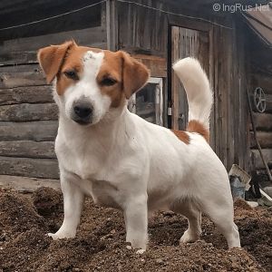 Dog Photo