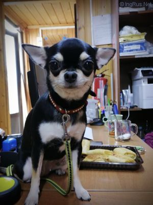 Dog Photo