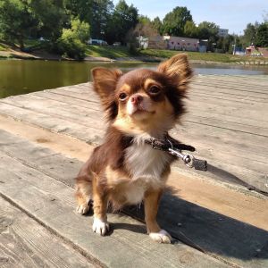 Dog Photo