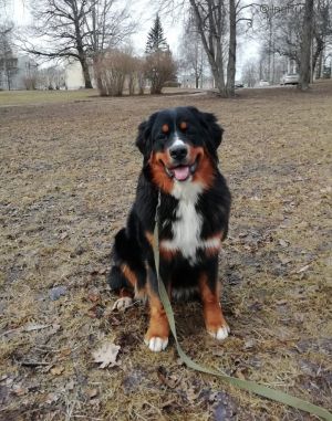 Dog Photo