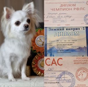 Dog Photo