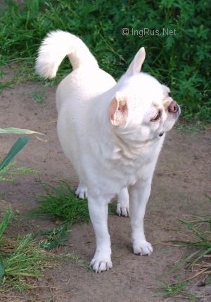Dog Photo